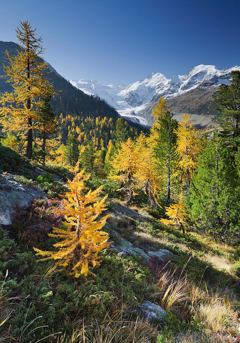 Lärchen an einem Berghang im Sonnenlicht, Morteratsch Tal, Piz Zupo, Piz Argient, Piz Bernina, Graubünden, Schweiz, Europa