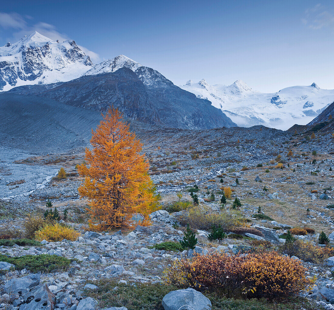Stones and larch in front of snow covered mountains, Val Roseg, Piz Roseg, Grisons, Switzerland, Europe