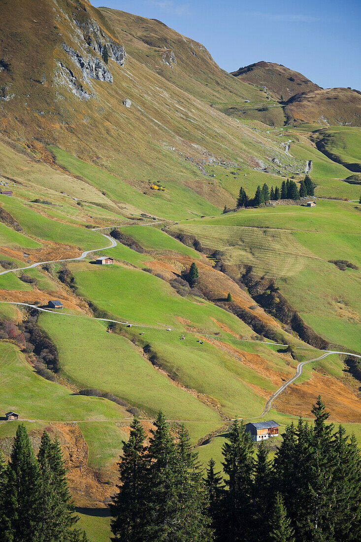 Blick auf Almwiese im Sonnenlicht, Schöneberg, Bürstegg, Lechtaler Alpen, Vorarlberg, Österreich, Europa