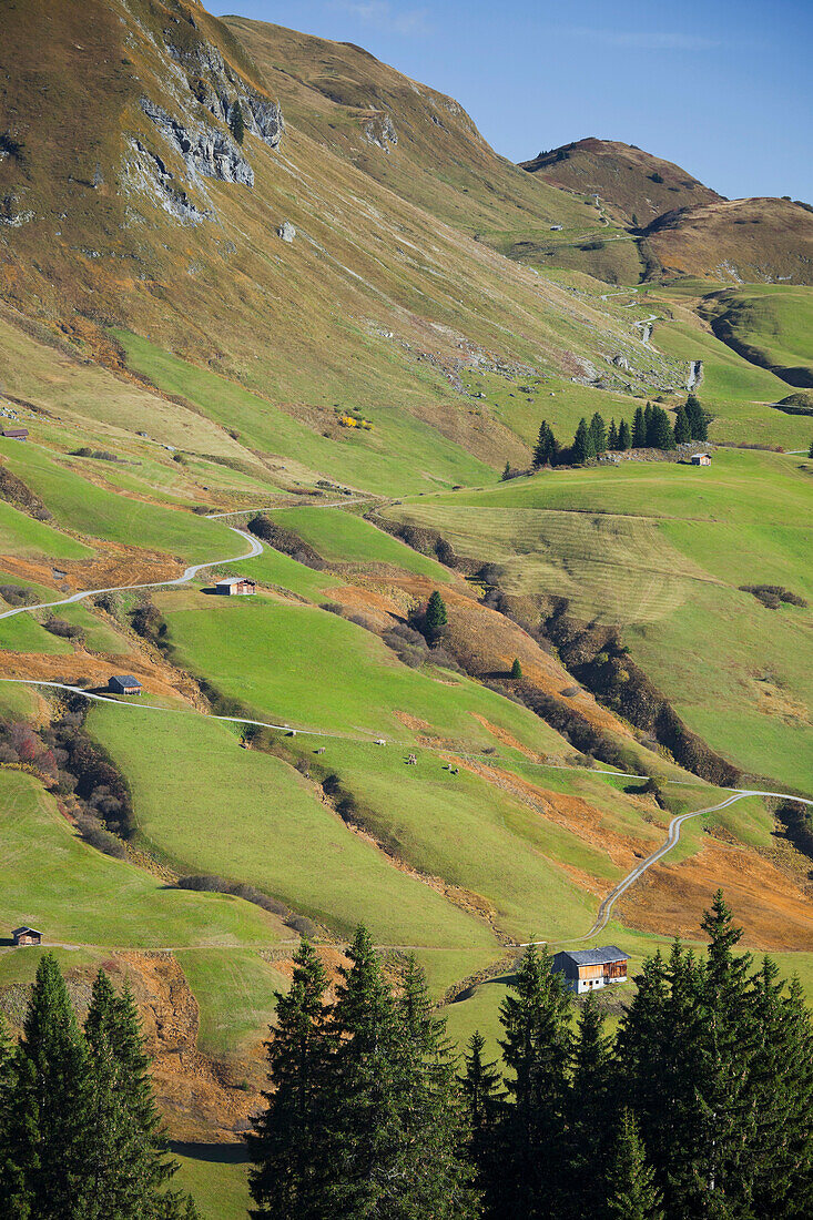 View of alpine meadow in the sunlight, Schoeneberg, Buerstegg, Lechtal Alps, Vorarlberg, Austria, Europe