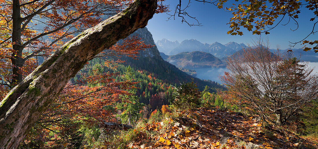 Blick auf Herbstlaub vor Alpsee und Tegelberg, Ammergebirge, Allgäu, Bayern, Deutschland, Europa