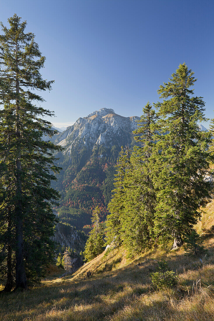 Blick auf den Berg Säuling im Sonnenlicht, Ammergebirge, Bayern, Deutschland, Europa