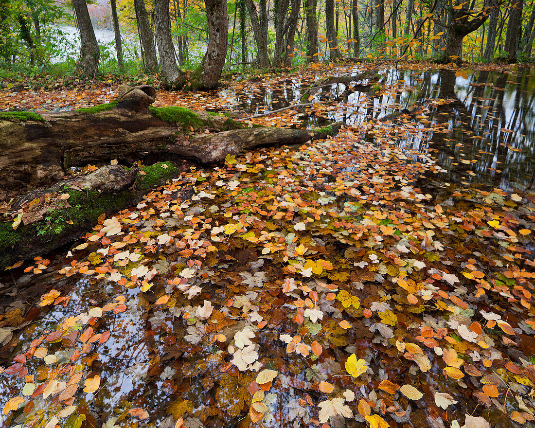 Herbstlaub auf dem Wasser eines Sees im Wald, Nationalpark Plitvicer Seen, Kroatien, Europa