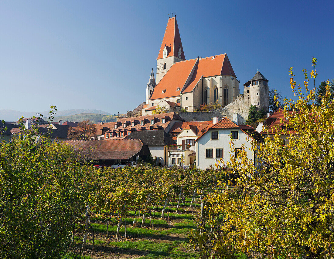 Church and vines in the sunlight, Weissenkirchen, Wachau, Lower Austria, Austria, Europe