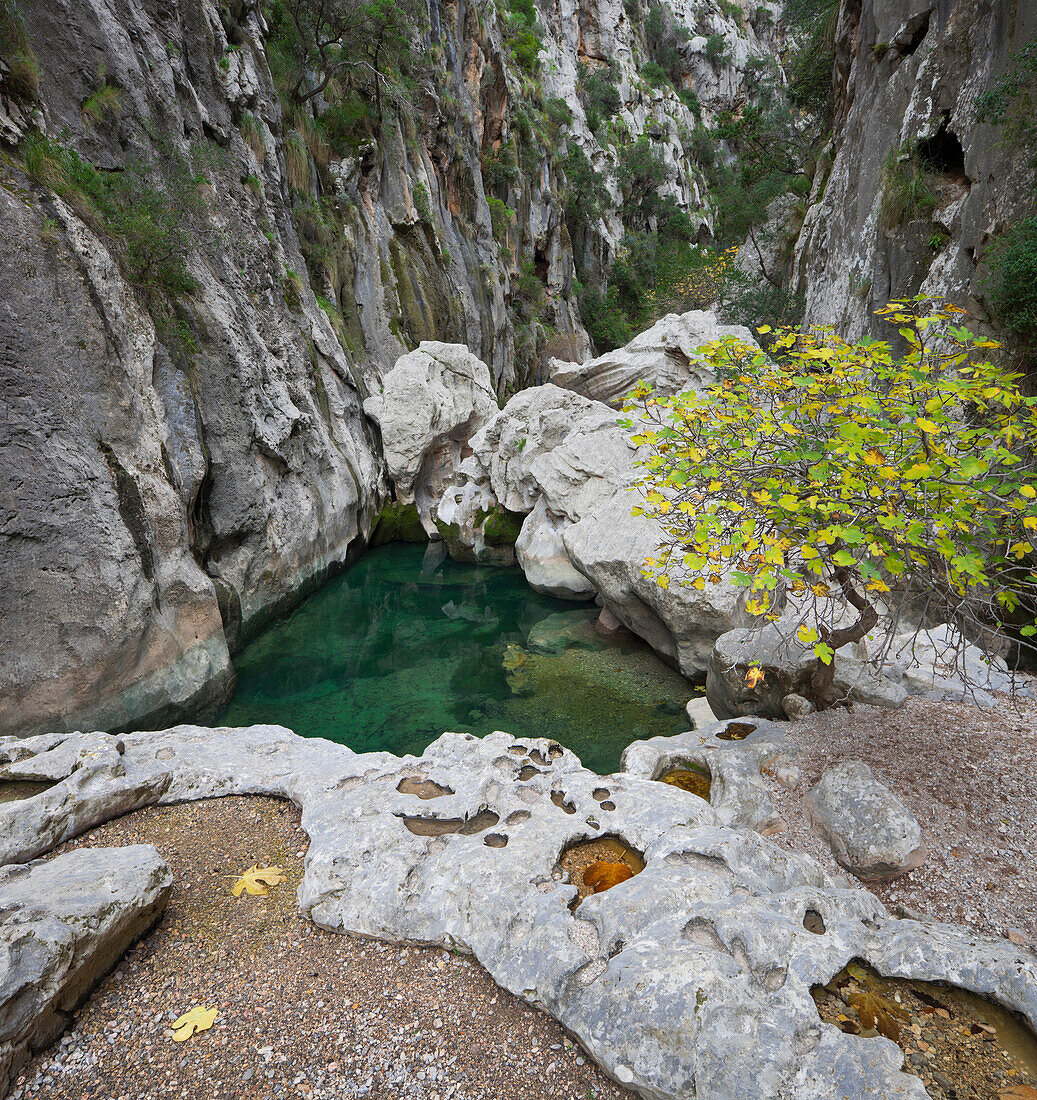 Felsen und Baum in einer Schlucht, Sa Calobra, Torrent de Pareis, Serra de Tramuntana, Mallorca, Spanien, Europa