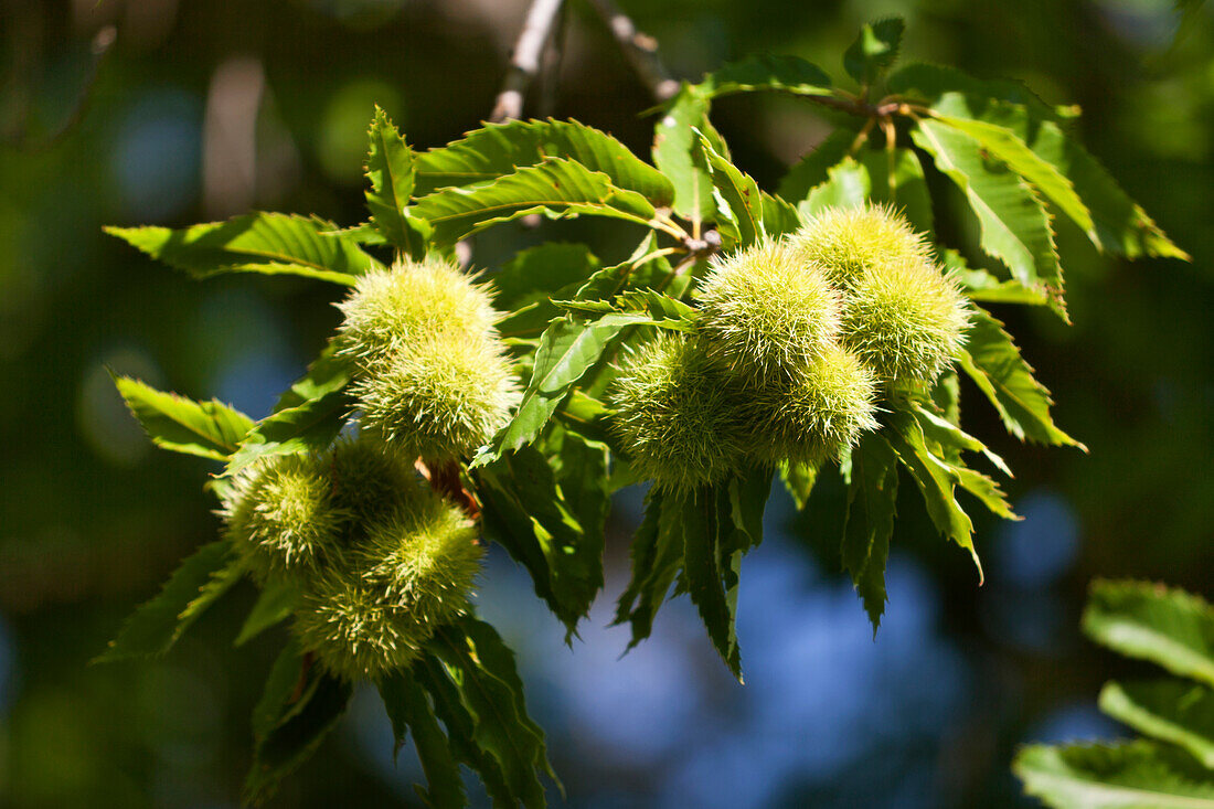 Chstnuts, near Piano, Castagniccia, Corsica, France