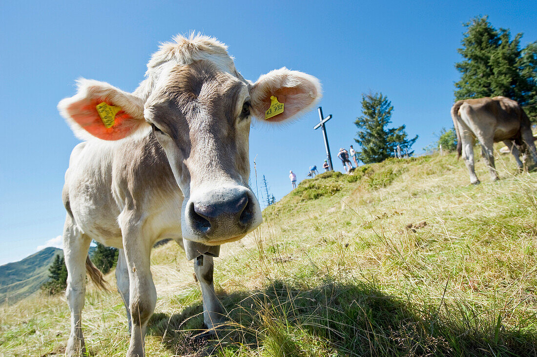 Kühe auf einer Weide, Wandergebiet Nagelfluhkette, Sonthofen, Oberallgäu, Bayern, Deutschland