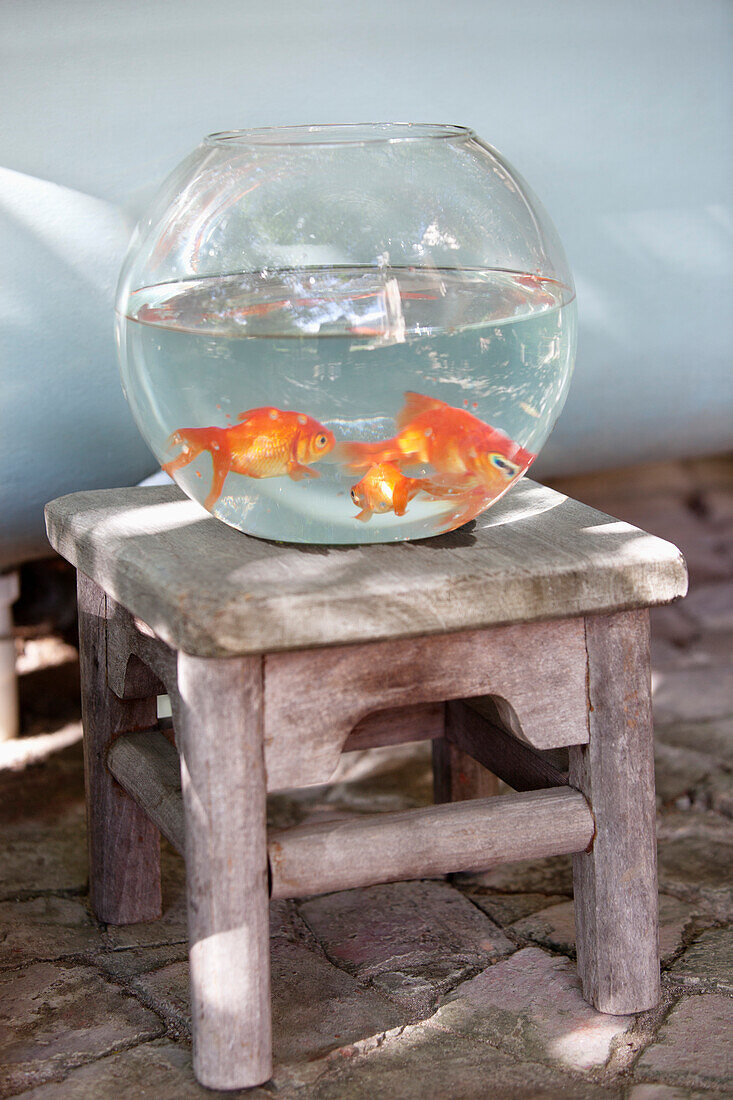Close-up of goldfish in a fishbowl
