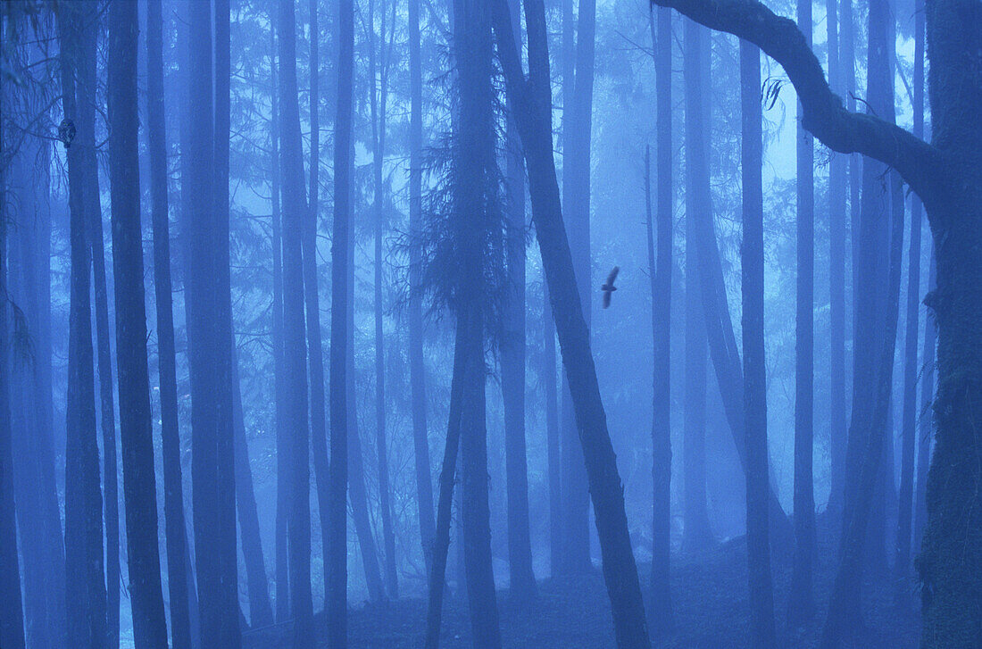 Wald im Nebel in den Alishan Bergen, Alishan Chiayi Region, Taiwan, Asien