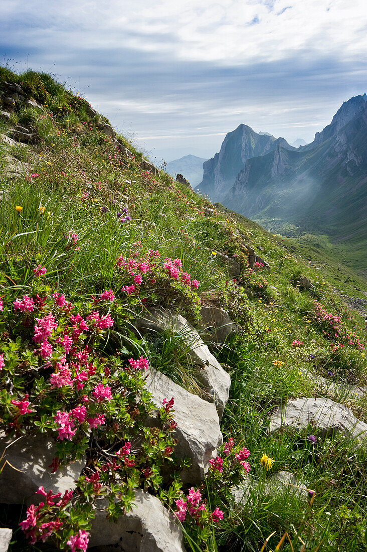 Flowered meadow at Rotsteinpass, Alpsteingebirge, Saentis, Appenzeller Land, Switzerland, Europe