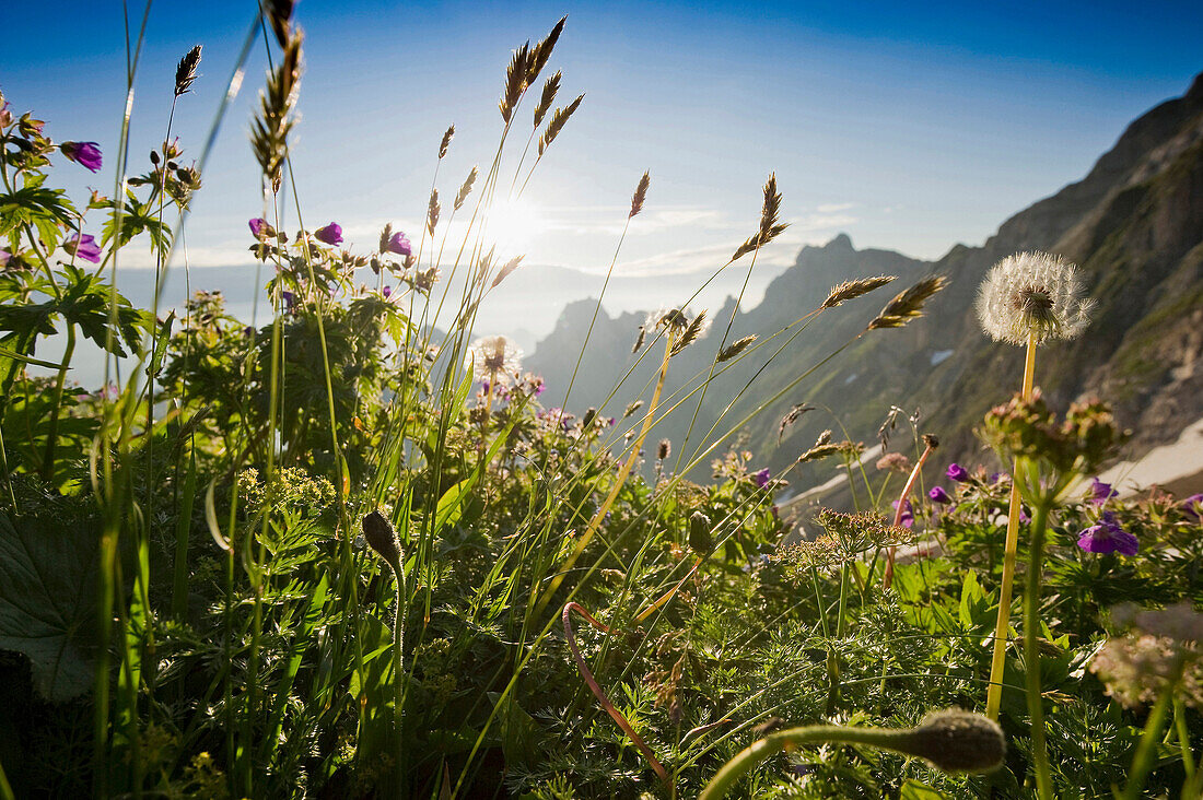 Flowered meadow at Rotsteinpass, Alpsteingebirge, Saentis, Appenzeller Land, Switzerland, Europe