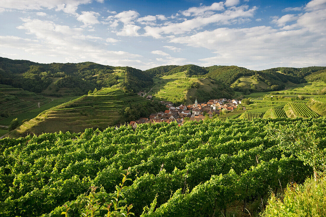 Hügel und Weinberge um Schelingen, Kaiserstuhl, Baden-Württemberg, Deutschland, Europa