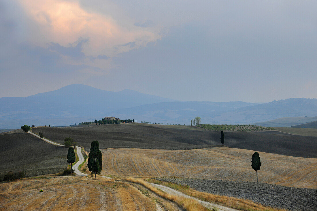 Cypresses at a country road, Tuscany, Italy, Europe