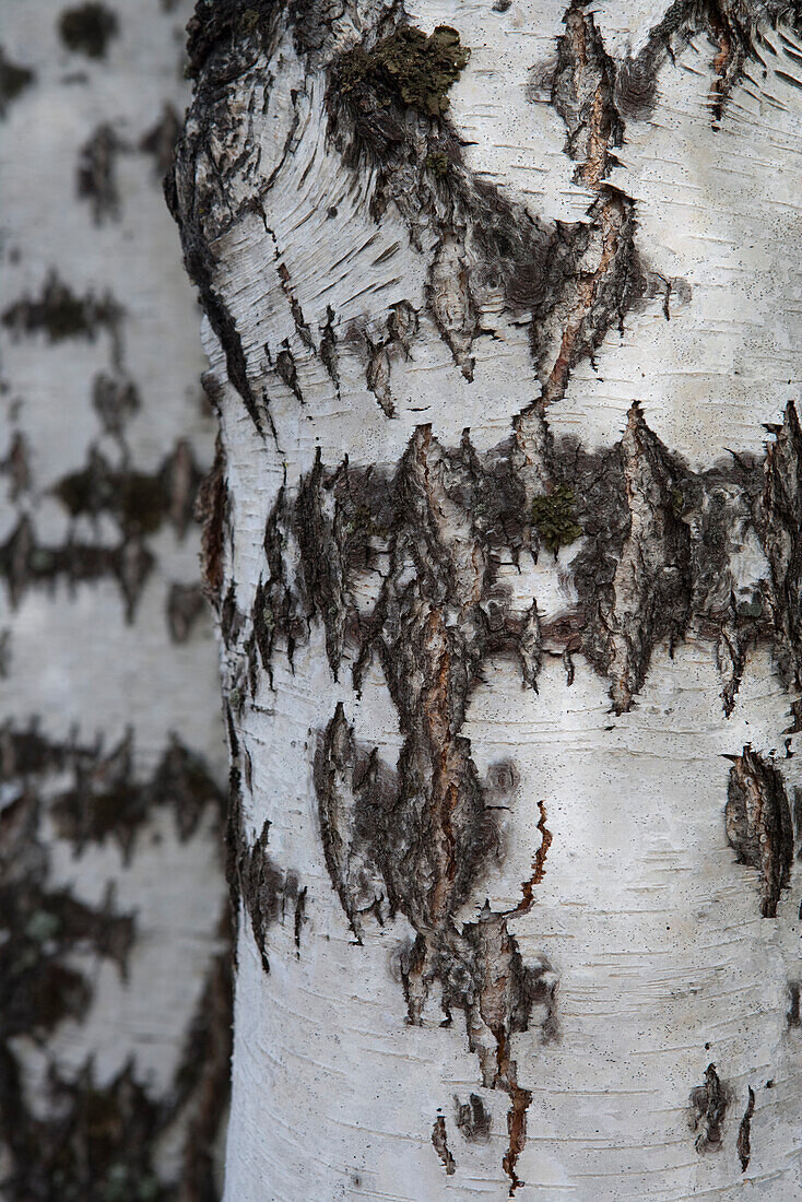 Detail von Rinde an einer Birke, Kemi, Lappland, Finnland, Europa