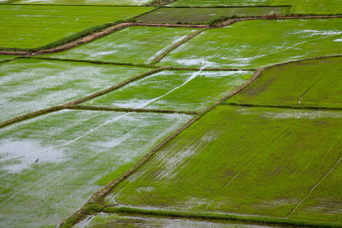 Overhead of rice and agricultural fields seen from Wat Tham Khao Noi, Khao Noi Cave Temple, near Kanchanaburi, Thailand