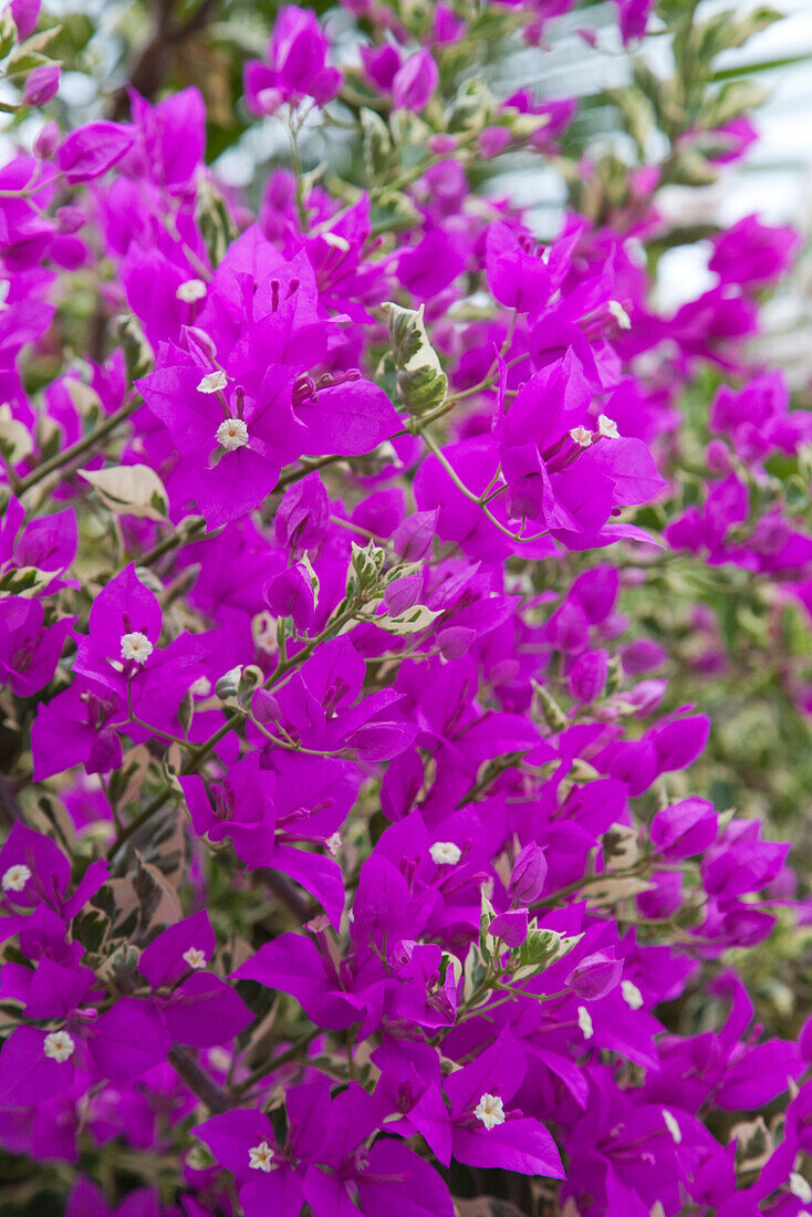 Gloriously flowering purple bougainvillea, near Kanchanaburi, Thailand