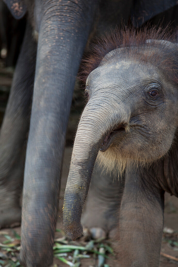 Junger Elefant neben Rüssel eines erwachsenen Elefanten im Sai Yok Elephant Village, nahe Kanchanaburi, Thailand, Asien