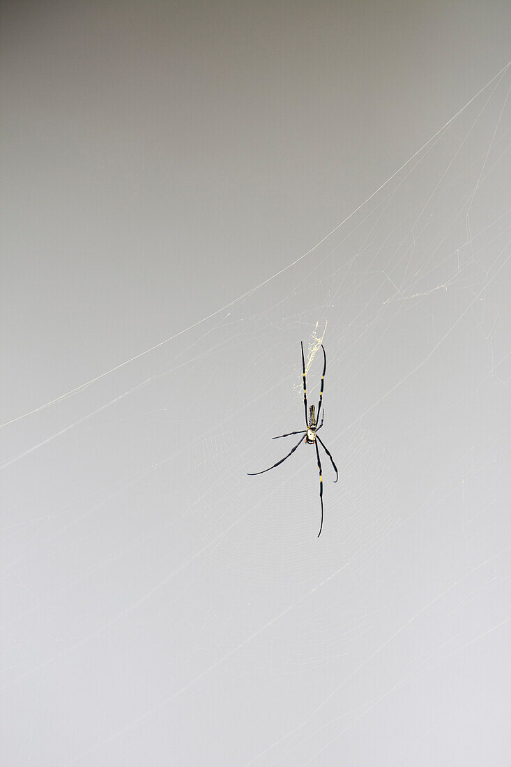 Spider at Hellfire Pass, near Kanchanaburi, Thailand