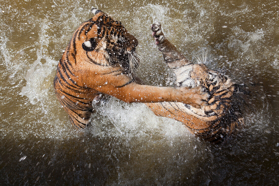 Zwei Tiger spielen und kämpfen in einem Wassergraben am Pha Luang Ta Bua (Tiger Tempel), nahe Kanchanaburi, Thailand, Asien