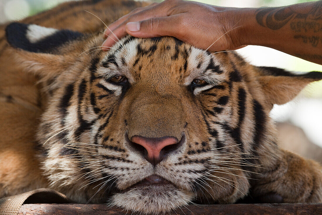 Die Hand eines Mönches streichelt den Kopf eines Tigers am Pha Luang Ta Bua (Tiger Tempel), nahe Kanchanaburi, Thailand, Asien