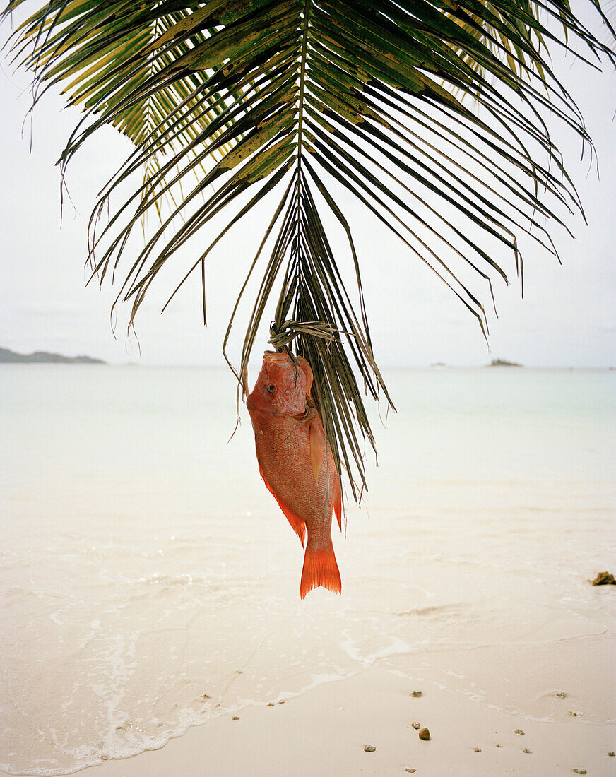 Roter Schnapper an Palmblatt hängend am Strand, Anse Volbert, Baie Ste. Anne, Praslin, Republik Seychellen, Indischer Ozean