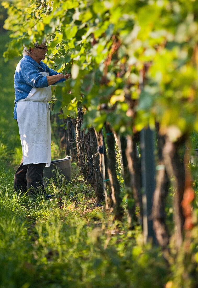 Grape harvest, Baden, Lower Austria, Austria, Europe