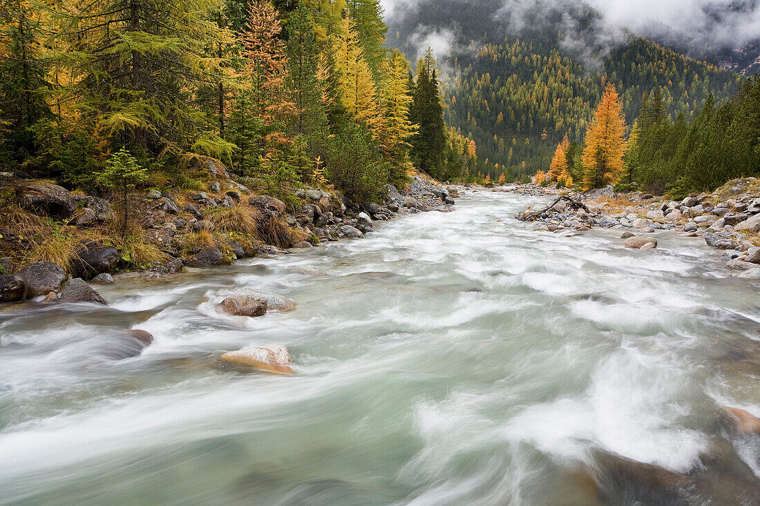 Larch trees at the banks of Clemgia river, Swiss National Park, Engadin, Grisons, Switzerland, Europe