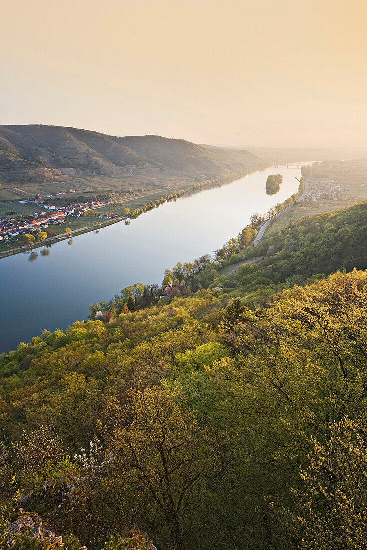 Wald und Donau im Sonnenlicht, Unterloiben, Oberloiben, Krems, Wachau, Niederösterreich, Österreich, Europa