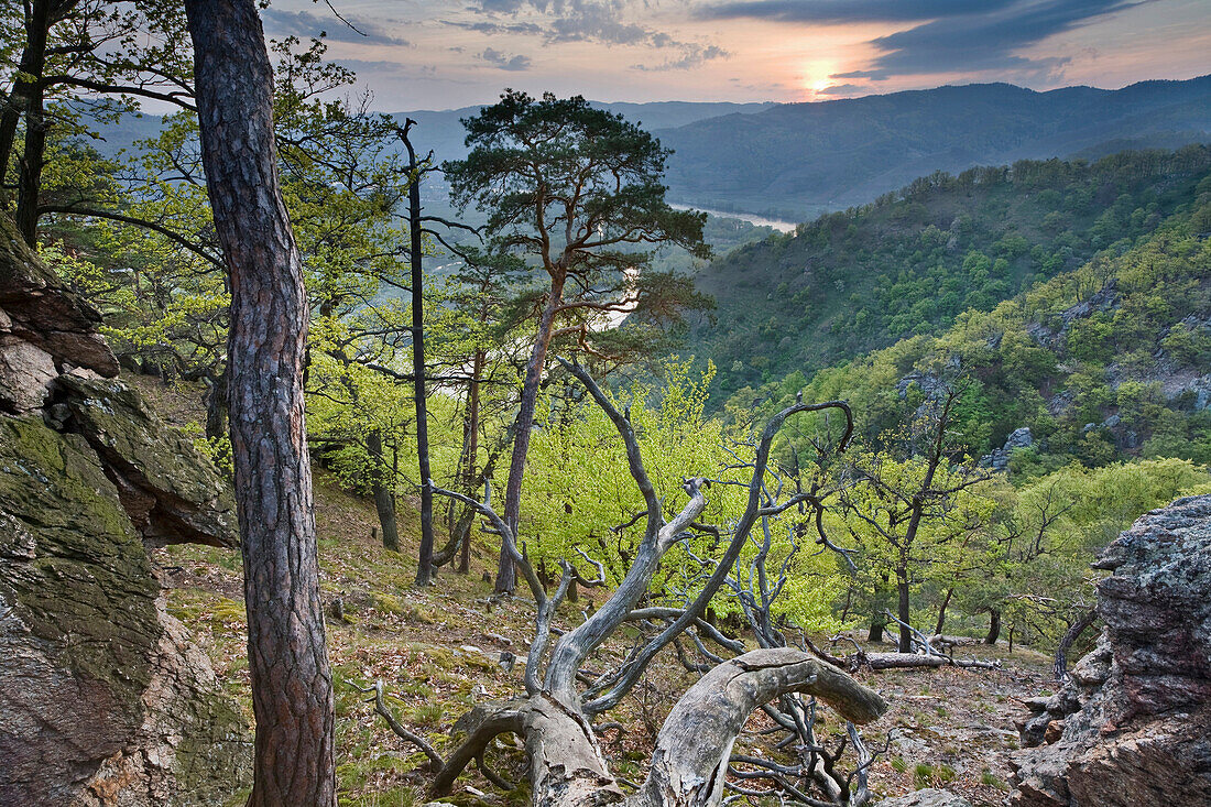 Wald und Donau im Sonnenlicht, Wachau, Niederösterreich, Österreich, Europa