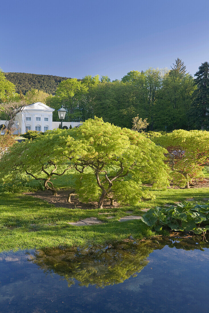 Rosarium at Dobelhoff Park in spring, Baden, Lower Austria, Austria, Europe