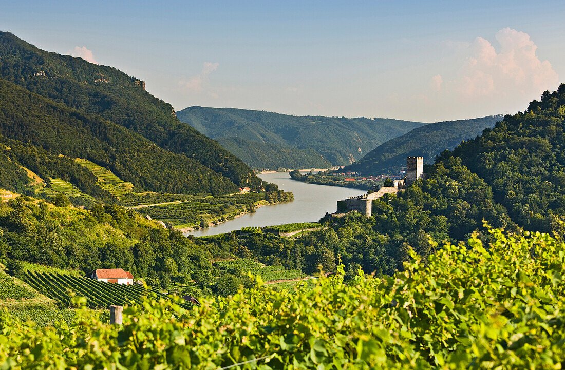 Blick über Weinfelder auf Ruine Hinerhaus und Donau, Wachau, Niederösterreich, Österreich, Europa