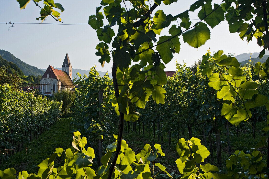 Blick durch Weinreben auf eine Kirche im Sonnenlicht, Weissenkirchen, Wachau, Niederösterreich, Österreich, Europa