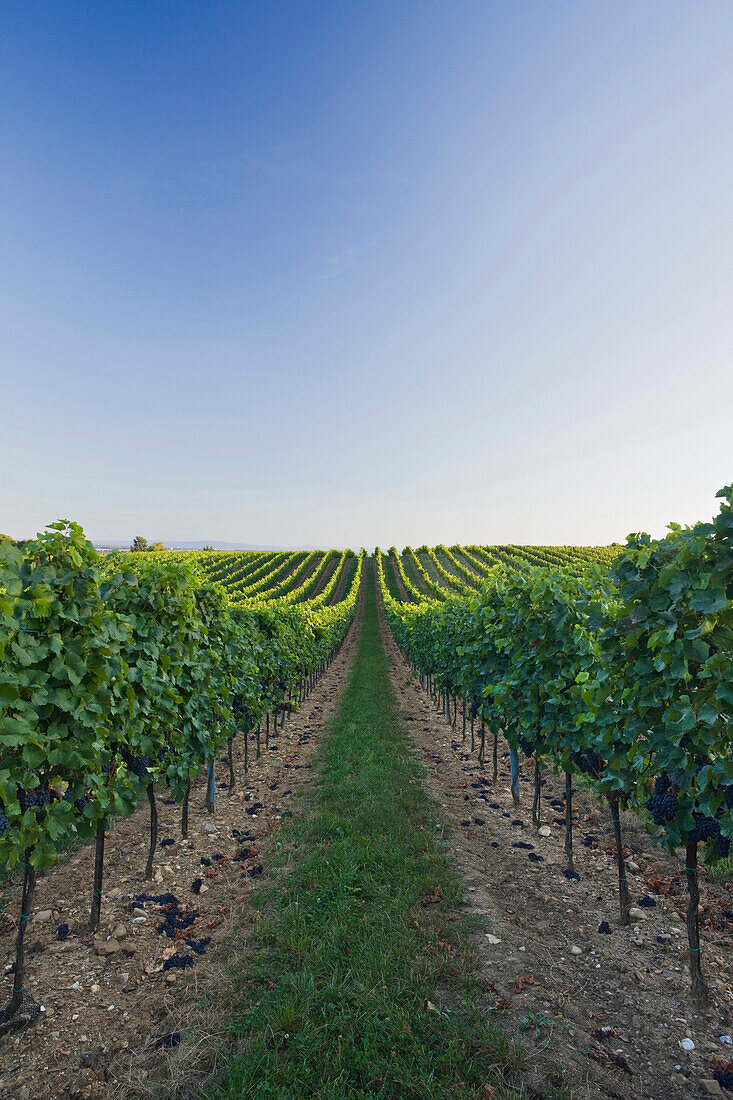 Vineyards, Baden, Lower Austria, Austria, Europe