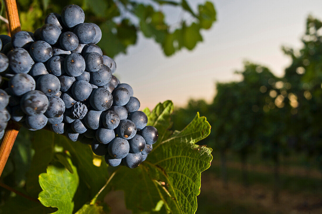 Vines with grapes, Baden, Lower Austria, Austria, Europe