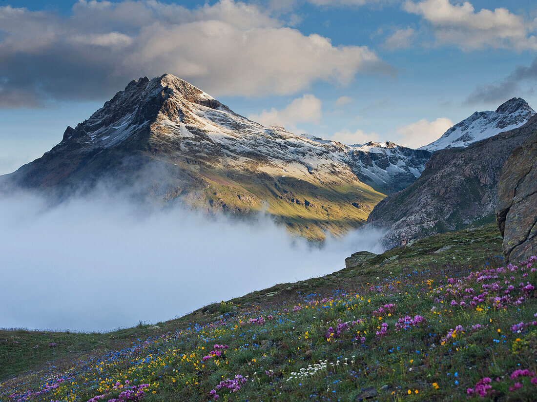 Blumenwiese vor den Alpen, Piz Muragl, Bernina Pass, Graubünden, Schweiz, Europa