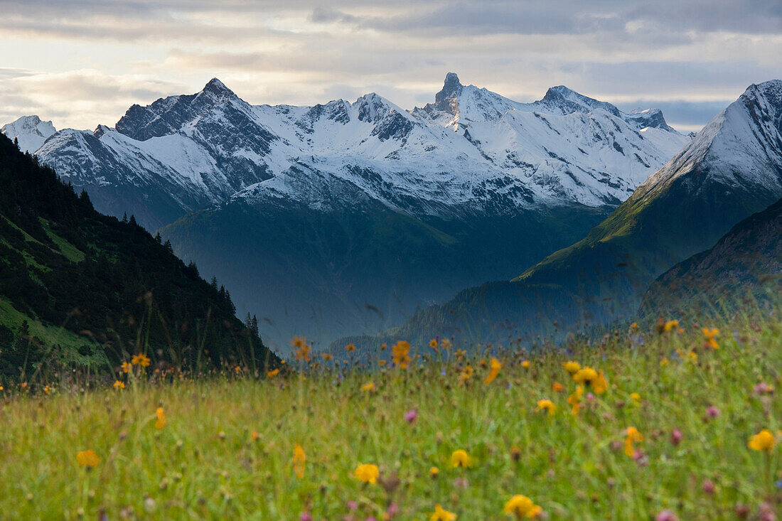 Flower meadow in front of Lechtal Alps, Hochtannbergpass, Vorarlberg, Austria, Europe