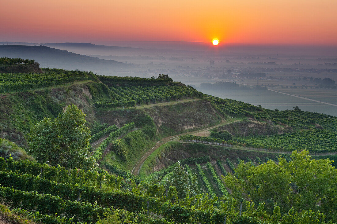 Vineyard at Krems valley at sunrise, Krems, Lower Austria, Austria, Europe