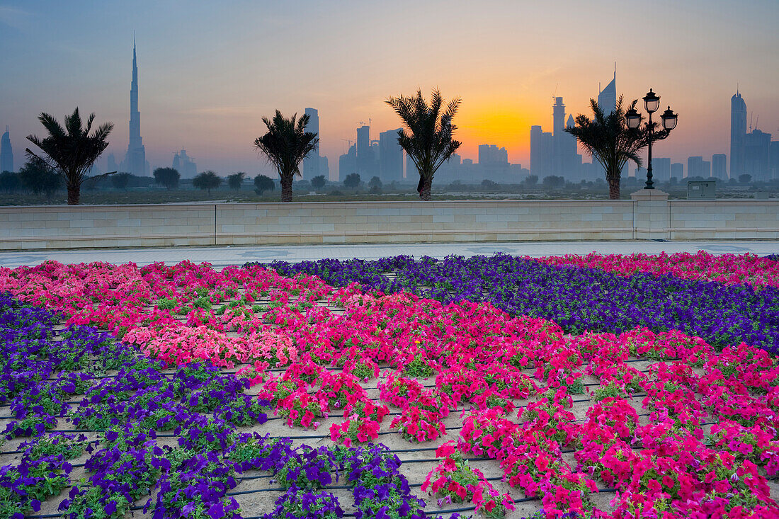 Flowers and palm trees in front of skyline at sunset, Dubai, United Arab Emirates, UAE, Asia