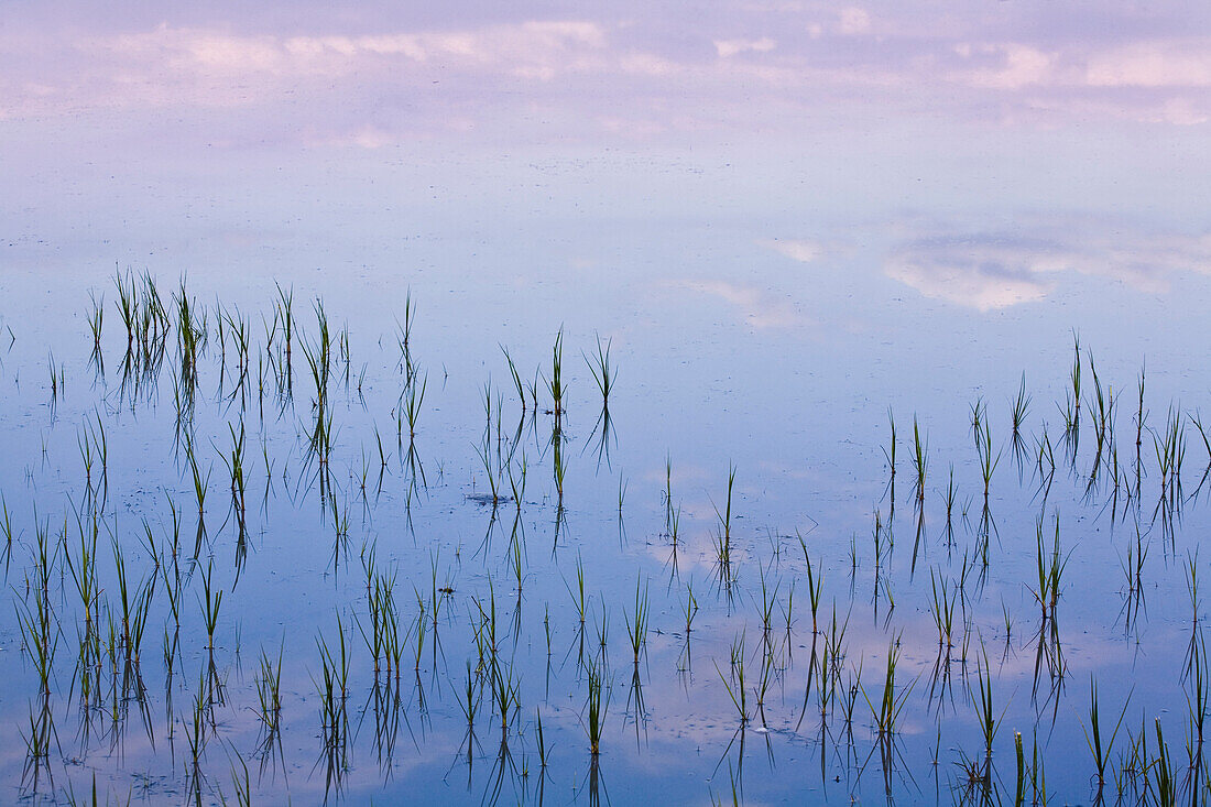 Neusiedlersee bei Sonnenuntergang, Fertö Nationalpark, Burgenland, Österreich, Europa