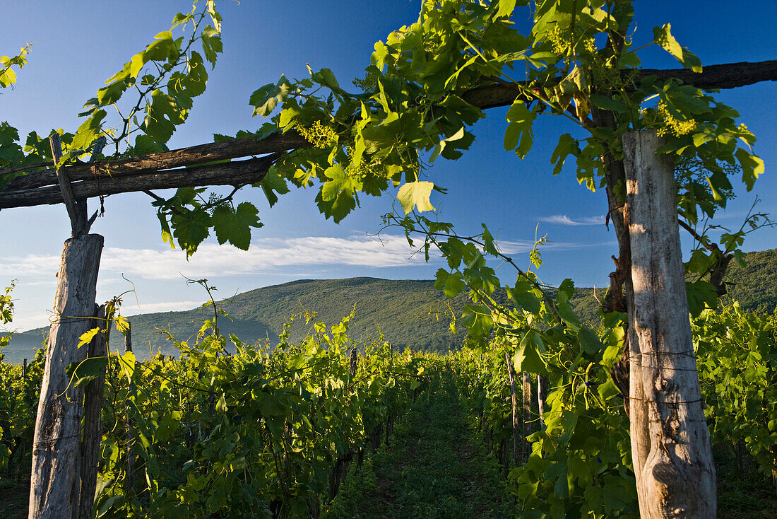 Vines in the sunlight, Kvarner Gulf, Krk Island, Istria, Croatia, Europe