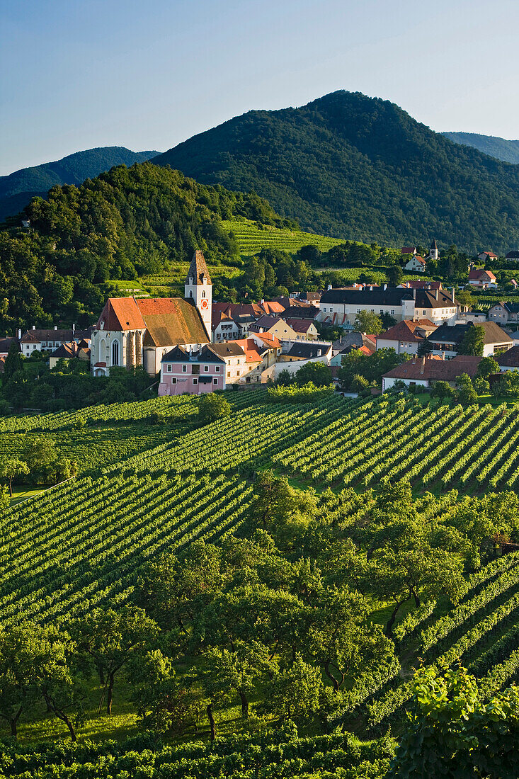 Vineyard in the sunlight, Spitz an der Donau, Wachau, Lower Austria, Austria, Europe