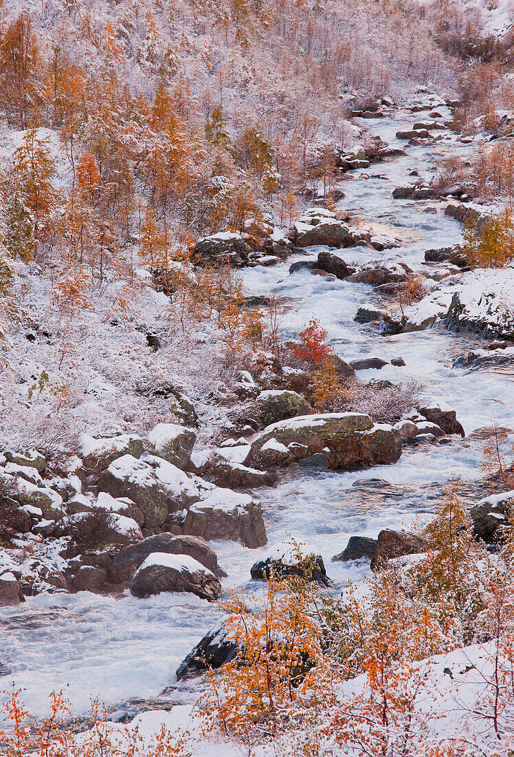 Bach fließt an Birken vorbei, Valldalen, Norwegen