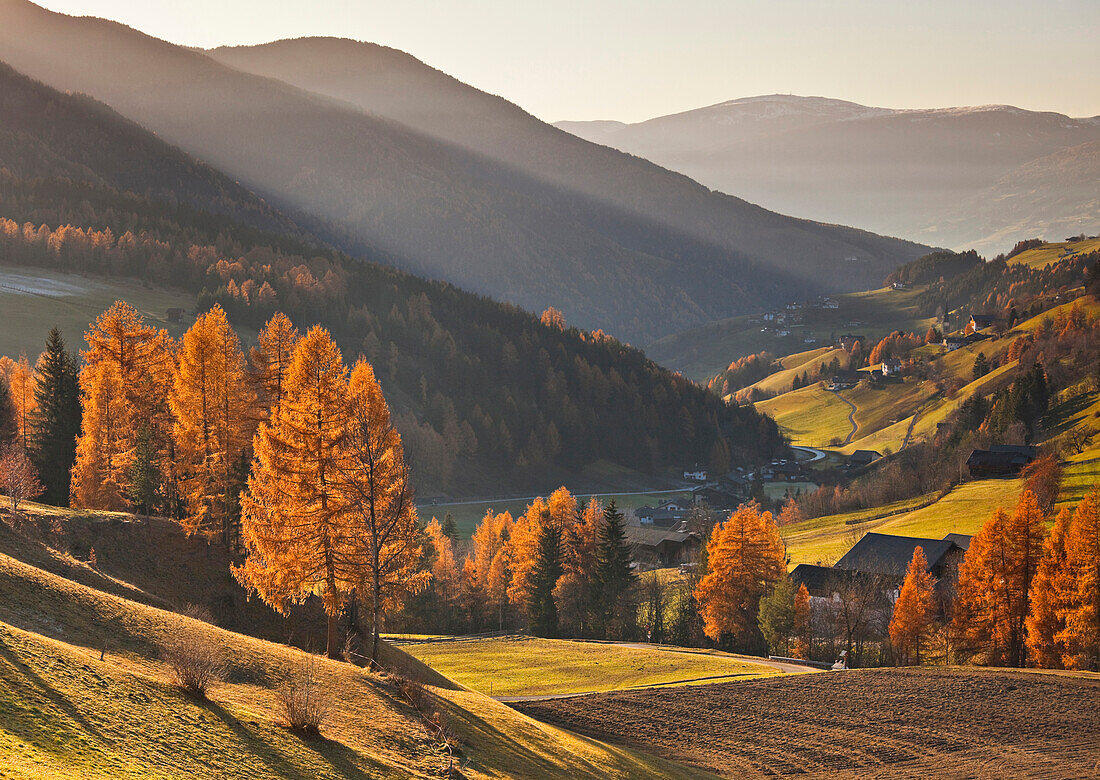 Birken in Herbstfarben, Villnösstal, Dolomiten, Alto Adige, Südtirol, Italien
