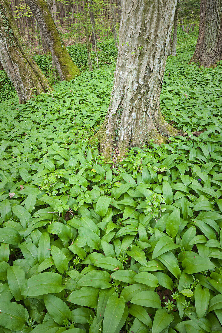 Mit Bärlauch bedeckter Waldboden, Baumstämme, Nationalpark Donau-Auen, Niederösterreich, Österreich