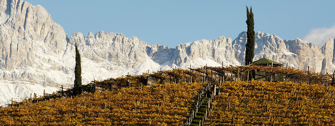 Weinberg mit zwei Zypressen, Rosengarten, Bozen, Dolomiten, Südtirol, Trentino-Alto Adige, Italien