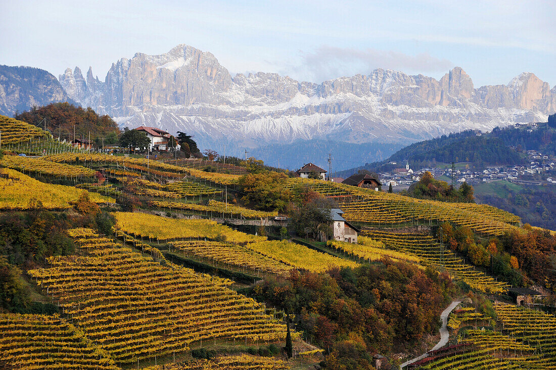 Bauernhöfe in Weinanbaugebiet, Rosengartengruppe im Hintergrund, Alto Adige, Südtirol, Italien