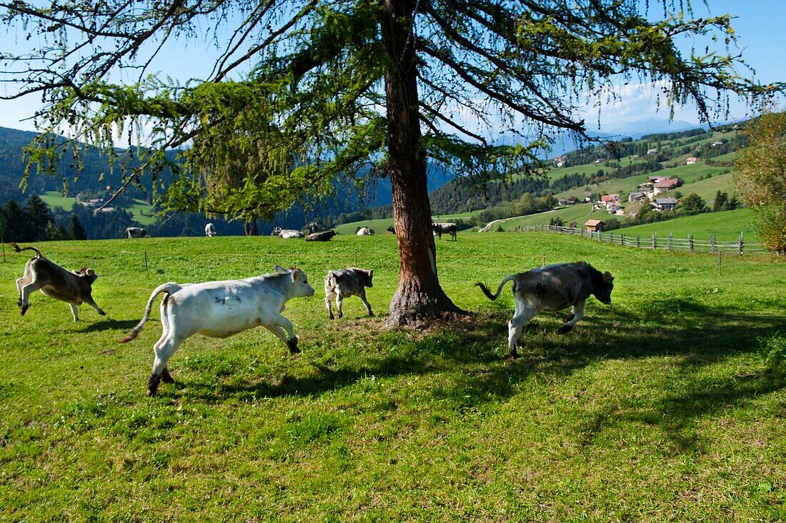 Jungvieh springt über Weide, Alto Adige, Südtirol, Italien