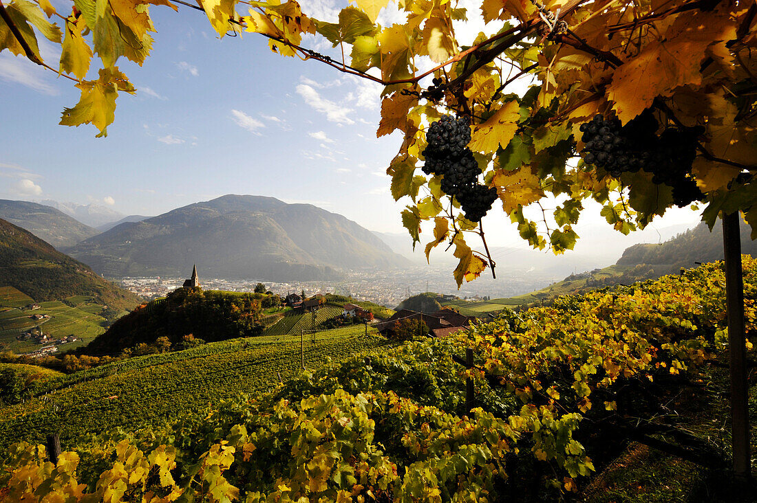 Wine-growing region in autumn, St Georg, Alto Adige, South Tyrol, Italy