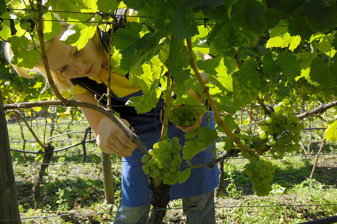 Frau bei Weinlese nahe Brixen, Eisacktal, Alto Adige, Südtirol, Italien