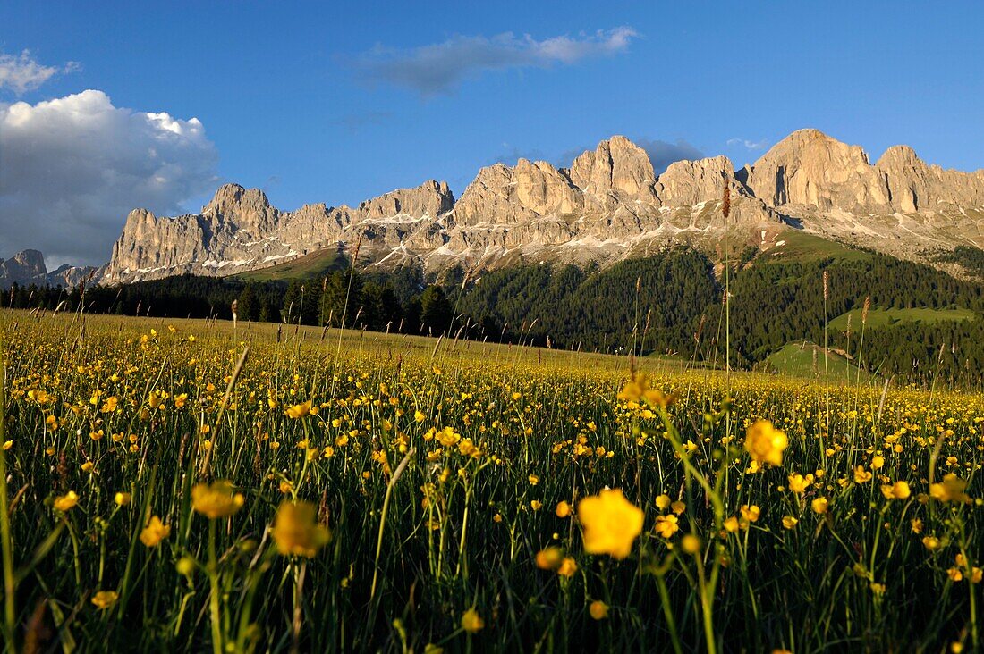 Butterblumenwiese, Rosengartenmassiv im Hintergrund, Dolomiten, Alto Adige, Südtirol, Italien